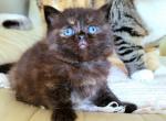 Hershey - British Shorthair Cat For Sale - New York, NY, US