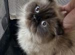 muffin - Himalayan Cat For Sale - Mount Prospect, IL, US