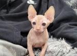 Oliver - Sphynx Cat For Sale - Rockford, IL, US