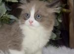 Bear seal bicolor male - Ragdoll Cat For Sale - Minerva, OH, US