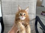 Carrot - Maine Coon Cat For Sale - Hollywood, FL, US