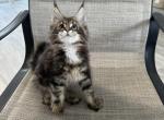 Milo - Maine Coon Cat For Sale - Hollywood, FL, US