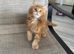 Pumpkin - Maine Coon Cat For Sale - Hollywood, FL, US