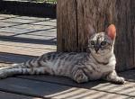 Arabella - Bengal Cat For Sale - Norwalk, OH, US