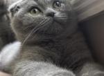 William - Scottish Fold Cat For Sale - Huntington, NY, US