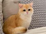 Leo located in LA golden shell ny12 gorgeous boy - British Shorthair Cat For Sale - CA, US