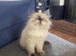 Torti point female Himalayan - Himalayan Cat For Sale - Little Egg Harbor Township, NJ, US