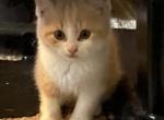 Scottish Straight Creamsicle Boy Kitten - Scottish Fold Cat For Sale - Jobstown, NJ, US