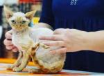 Ginger - Devon Rex Kitten For Sale - Norwalk, CT, US