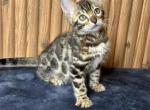 Bagheera - Bengal Cat For Sale - Norwalk, CT, US