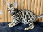 Bugatti - Bengal Cat For Sale - Norwalk, CT, US