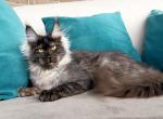 Feeria - Maine Coon Cat For Sale - Norwalk, CT, US