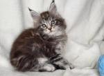 Nessi - Maine Coon Cat For Sale - Norwalk, CT, US