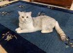 Stewie - British Shorthair Cat For Sale - Rancho Santa Margarita, CA, US