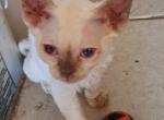 Bunnie - Devon Rex Cat For Sale - Stanford, MT, US