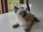 Blue Point Siamese Female - Siamese Cat For Sale - Dunn, NC, US