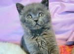 LitterBlue - British Shorthair Cat For Sale - New York, NY, US