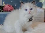 Seal biclor boy 6 - Ragdoll Cat For Sale - Fontana, CA, US