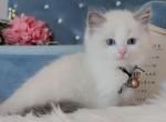 Blue Bicolor Boy 6 - Ragdoll Cat For Sale - Fontana, CA, US