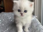Malachite - Persian Cat For Sale - Farmington, MI, US