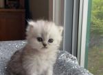 Rubee - Persian Cat For Sale - Farmington, MI, US