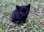 Magpie - American Shorthair Cat For Sale - Columbus, GA, US