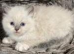 Ollie - Ragdoll Cat For Sale - Ocala, FL, US