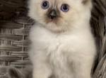 Princess - Ragdoll Cat For Sale - Ocala, FL, US