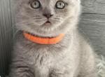 Kimberly - British Shorthair Cat For Sale - Huntington, NY, US