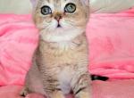 Dylan - British Shorthair Cat For Sale - New York, NY, US