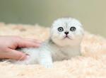 Stephanelle Queen - Scottish Fold Cat For Sale - Brooklyn, NY, US