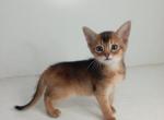 Ursula - Abyssinian Cat For Sale - Brooklyn, NY, US