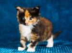 Nino - Maine Coon Cat For Sale - Brooklyn, NY, US