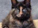 Bella Happy House - Maine Coon Cat For Sale - Brooklyn, NY, US