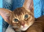Chester - Abyssinian Cat For Sale - Brooklyn, NY, US