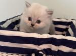 Icarus Scottish Fold Ling Haired Boy - Scottish Fold Cat For Sale - Odessa, FL, US