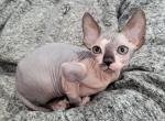 Octavia - Sphynx Cat For Sale - Rockford, IL, US