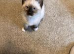 Siamese female - Siamese Cat For Sale - Attleboro, MA, US