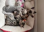 Bengals - Bengal Cat For Sale - Attleboro, MA, US