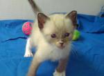 SEALPOINT BOY REDUCED - Siamese Cat For Sale - Walterboro, SC, US