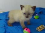 Sealpoint boy half price - Siamese Cat For Sale - Walterboro, SC, US