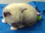 Bluepoint Female - Siamese Cat For Sale - Walterboro, SC, US