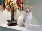 lubby - Munchkin Cat For Sale - Staten Island, NY, US