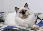 Cumin - Ragdoll Cat For Sale - Tuscaloosa, AL, US