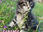 PANAMA - Maine Coon Cat For Sale - Pensacola, FL, US