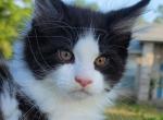 POKER - Maine Coon Cat For Sale - Pensacola, FL, US