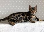 Jin - Bengal Cat For Sale - Norwalk, CT, US