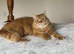 Irma - Siberian Cat For Sale - Melbourne, FL, US