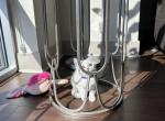 Adorable kitty - British Shorthair Cat For Sale - New York, NY, US