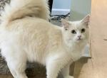 Ragdoll bicolor f on Sale - Ragdoll Cat For Sale - Salem, OR, US